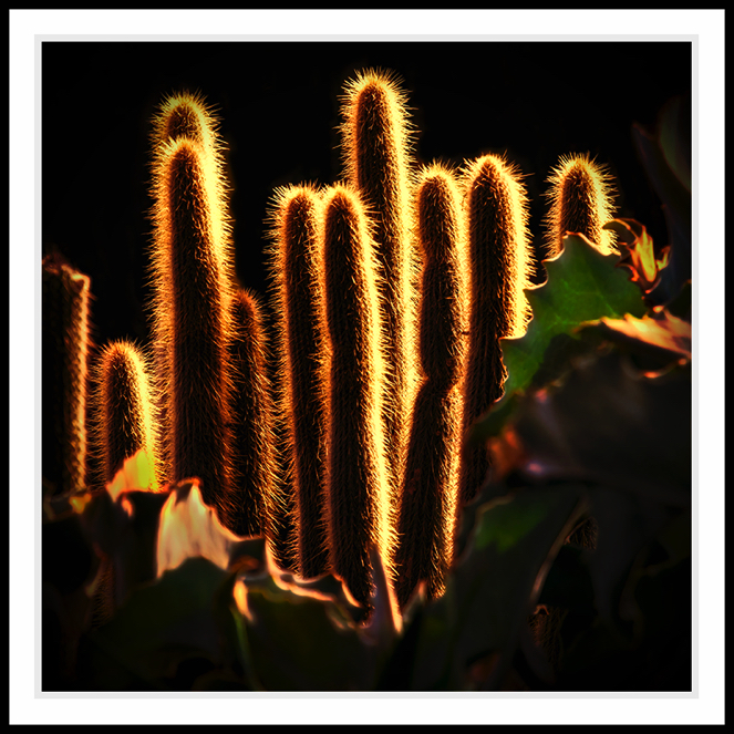 A cactus with the sun showing from behind.